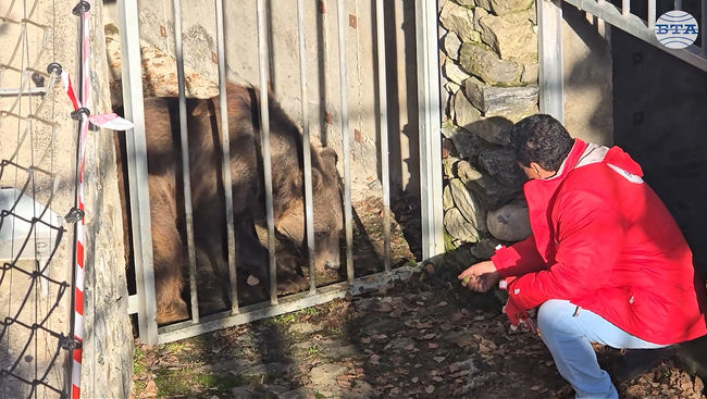 Успешно приключи акцията по транспортиране на две мечки от Аржентина в парка в Белица