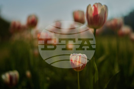 APTOPIX India Tulips