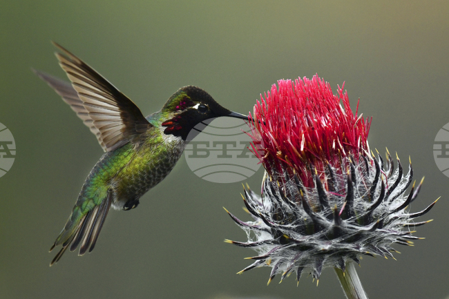 Учени разработиха метод за определяне на посоката на вятъра, вдъхновен от крилете на колибрито