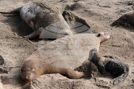 Bird Flu Elephant Seals California