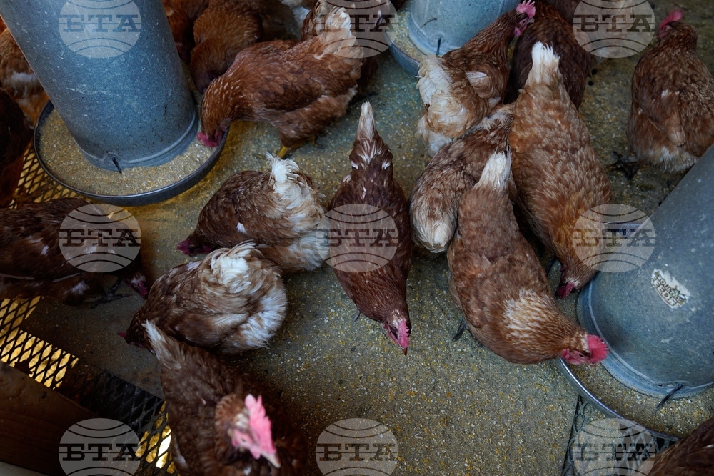 Bird Flu Elephant Seals California