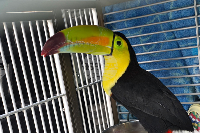 Nevada Toucan Rescued