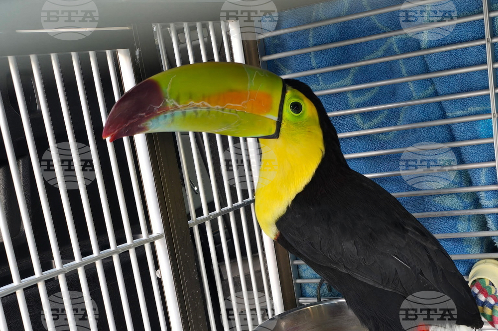 Nevada Toucan Rescued
