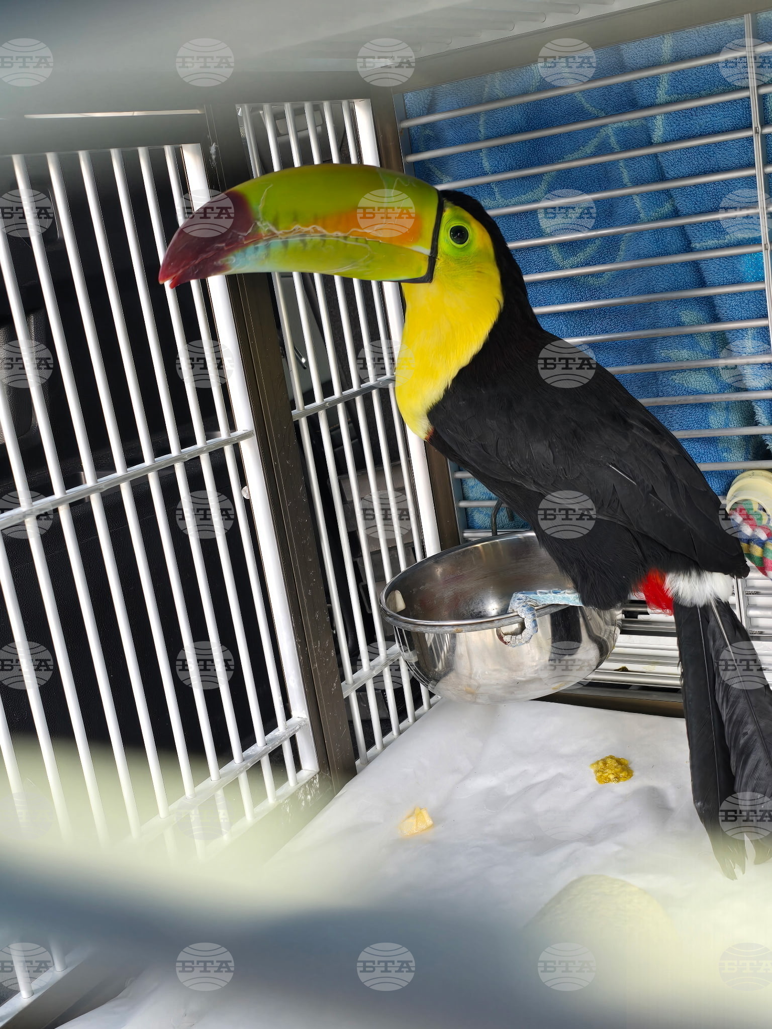 Nevada Toucan Rescued
