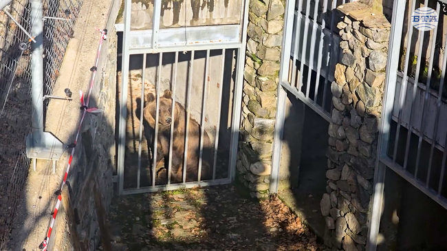 Two Bears Complete Long Journey from Argentina Zoo to Belitsa Sanctuary in Bulgaria