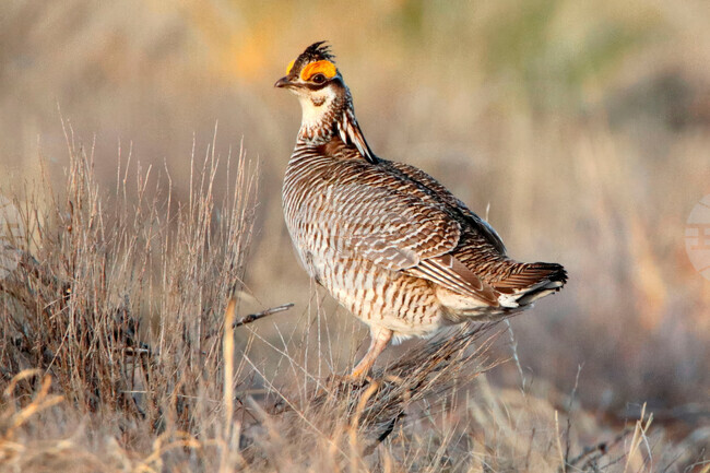 Lesser Prairie Chicken