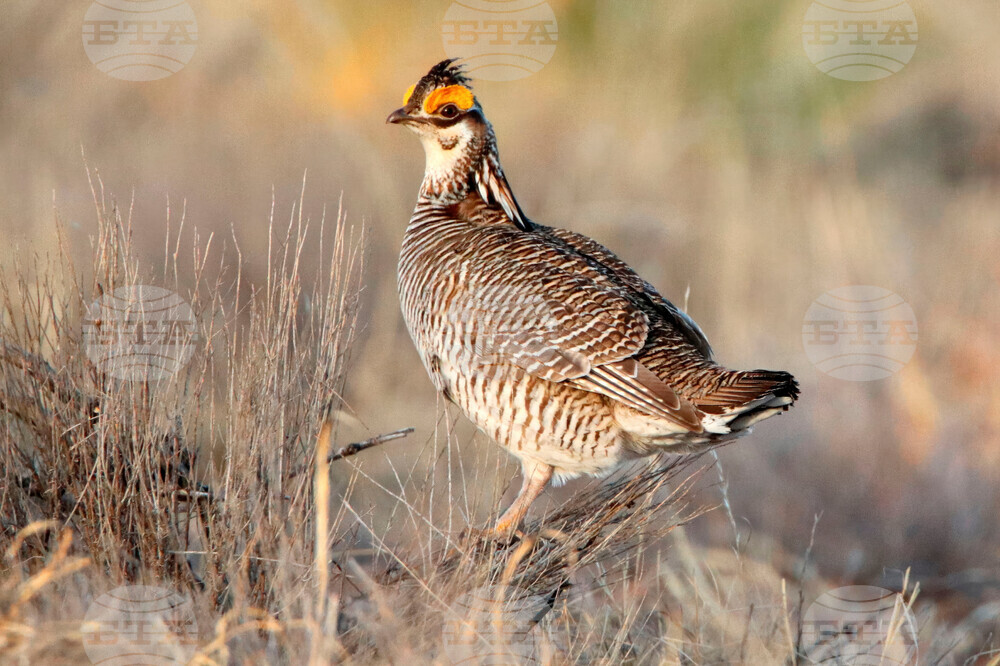 Lesser Prairie Chicken