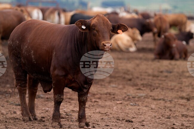 South Africa Cattle Disease