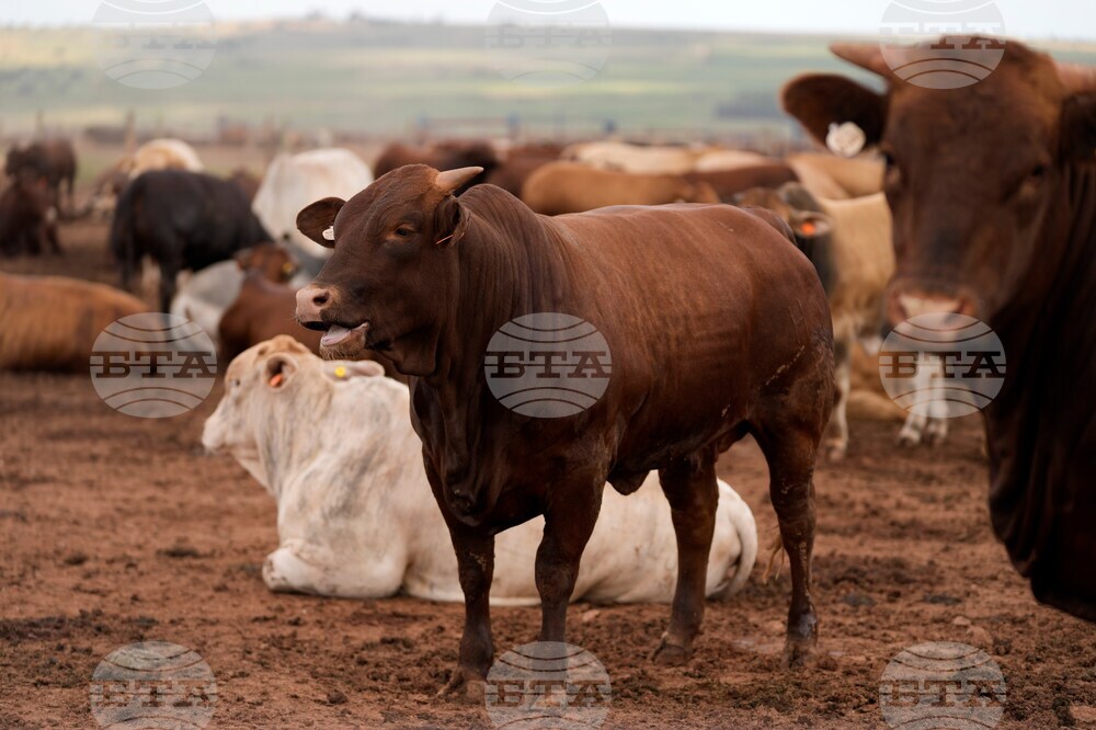 South Africa Cattle Disease