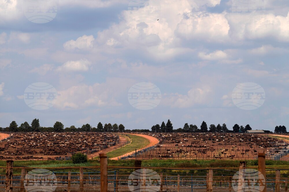 South Africa Cattle Disease