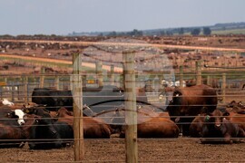 South Africa Cattle Disease
