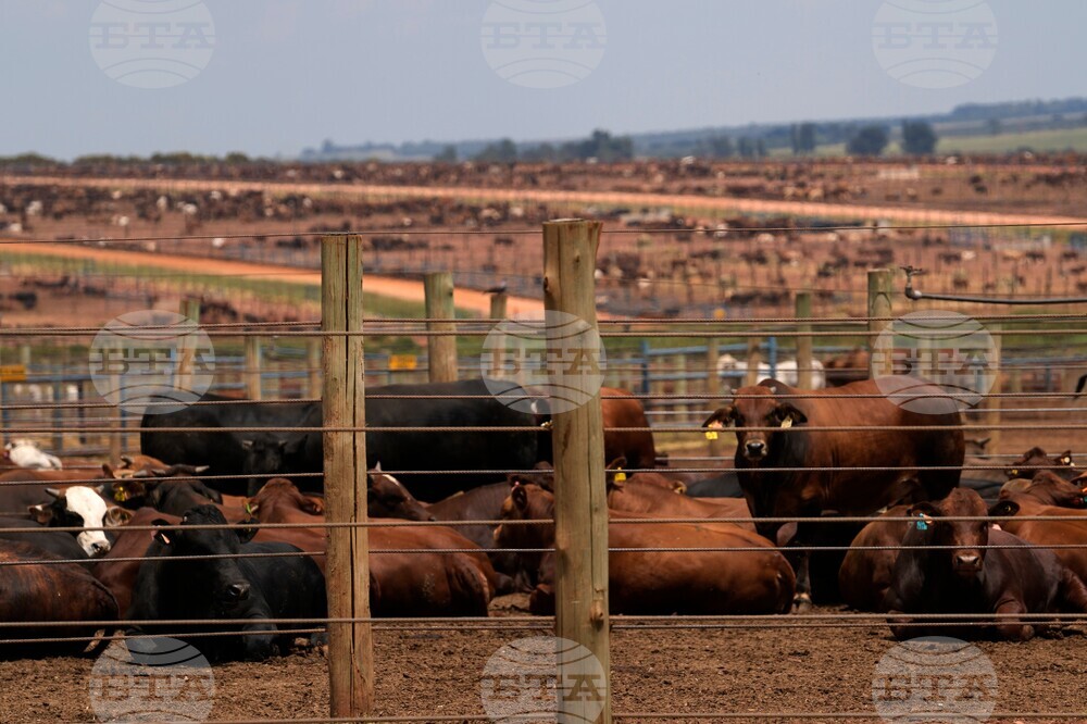South Africa Cattle Disease