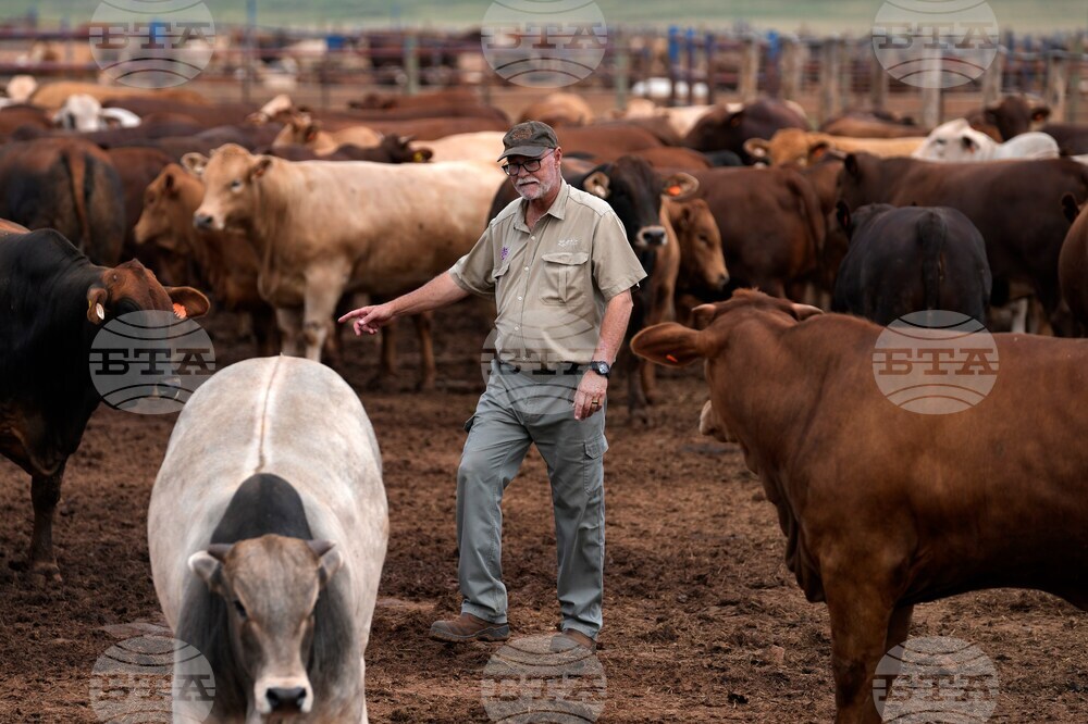 South Africa Cattle Disease
