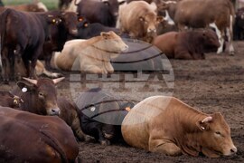 South Africa Cattle Disease