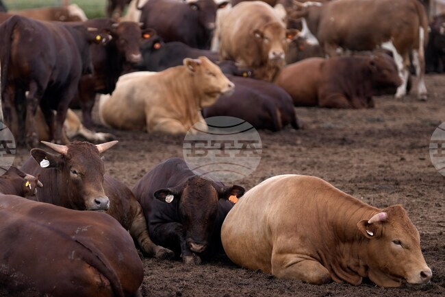 Губернаторът на Новосибирска област уволни местния министър на земеделието заради несправяне с болест по добитъка