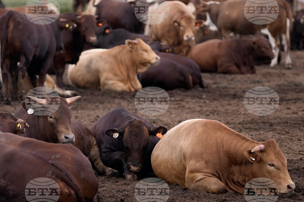 South Africa Cattle Disease