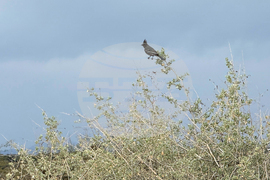 Accessible Birdwatching-Disabled