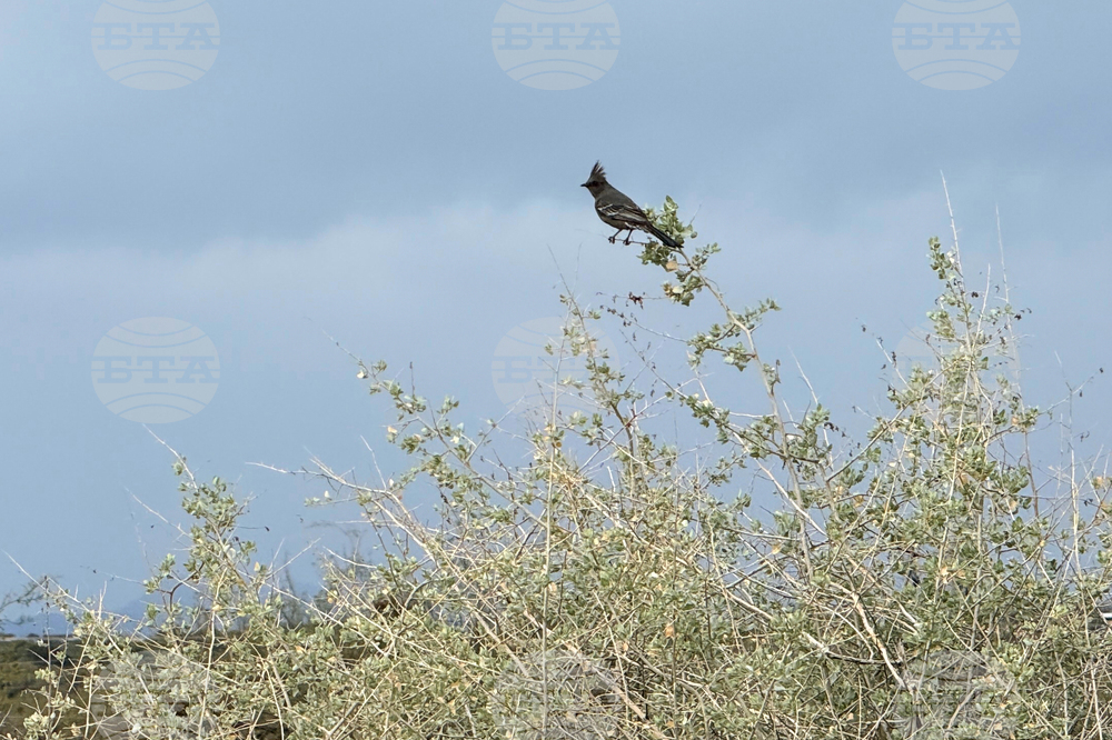 Accessible Birdwatching-Disabled