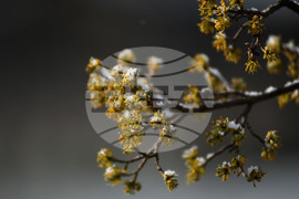 Разград - пролет - сняг