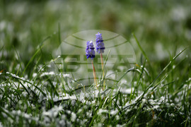 Разград - пролет - сняг