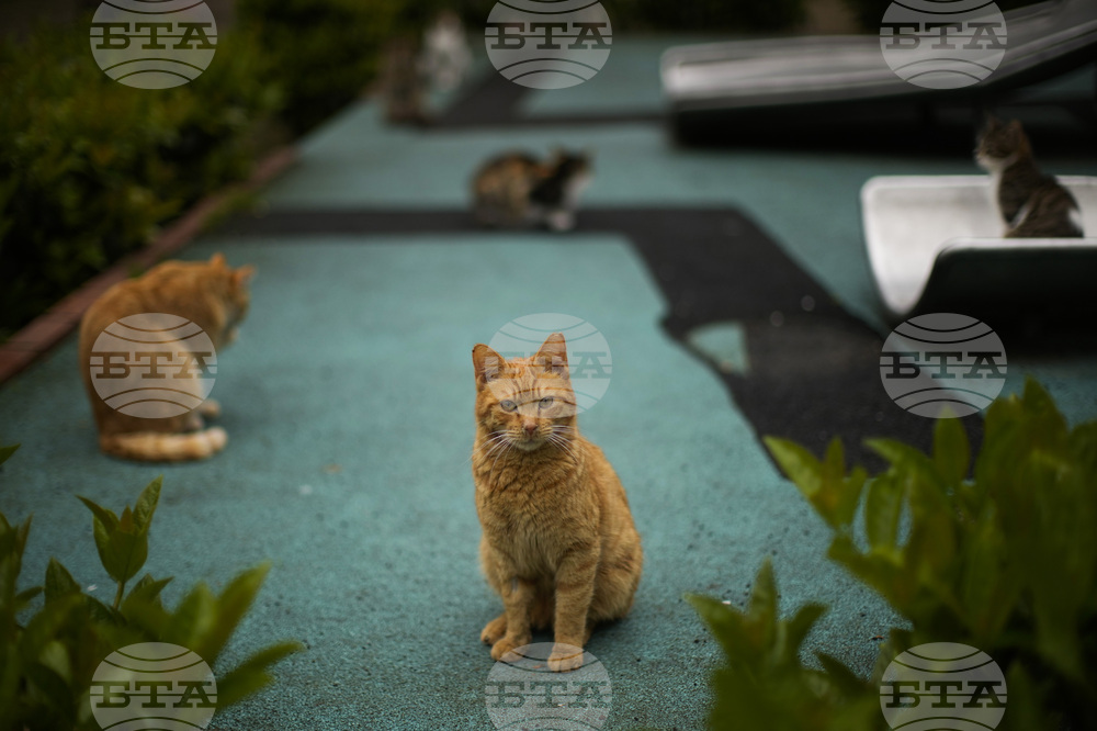 Многовековната връзка между Истанбул и неговите котки