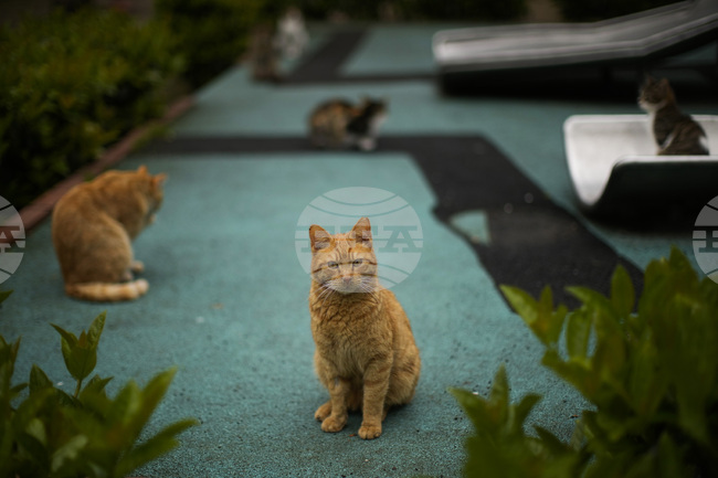 Многовековната връзка между Истанбул и неговите котки