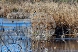 Кърджали - акция по почистване