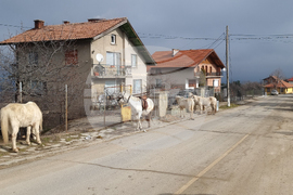 Село Богослов - конни надбягвания - Тодоровден