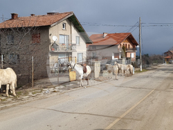 Село Богослов - конни надбягвания - Тодоровден