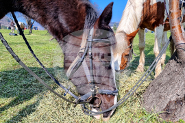 Сливен - Тодоровден - празник