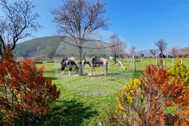 Сливен - Тодоровден - празник