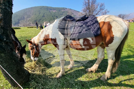 Сливен - Тодоровден - празник