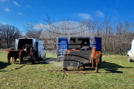 Село Макариополско - Тодоровден - обичай