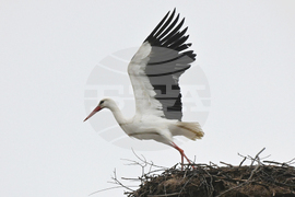 Село Подкрепа - първи щъркел