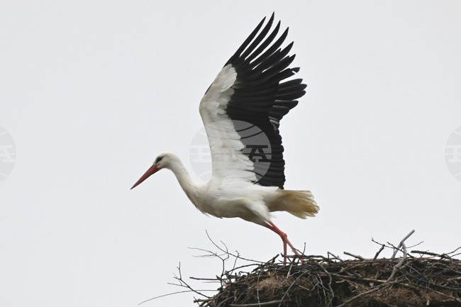 В Хасковското село Подкрепа долетяха първите щъркели
