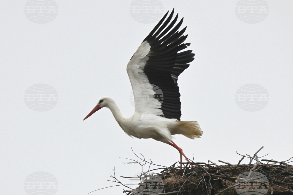 Село Подкрепа - първи щъркел