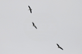 Село Подкрепа - първи щъркел