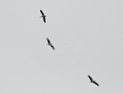 Село Подкрепа - първи щъркел