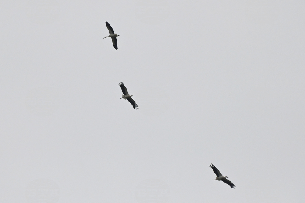 Село Подкрепа - първи щъркел