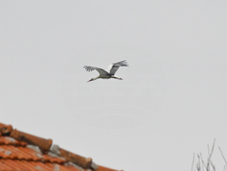 Село Подкрепа - първи щъркел