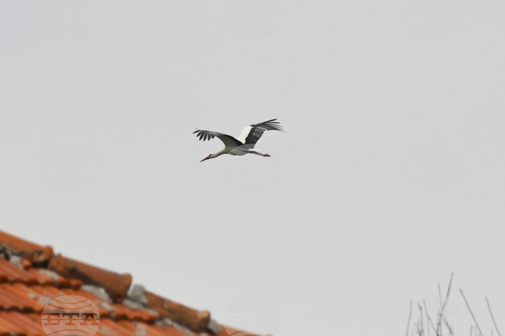 Село Подкрепа - първи щъркел