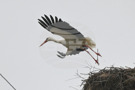 Село Подкрепа - първи щъркел