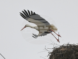 Село Подкрепа - първи щъркел