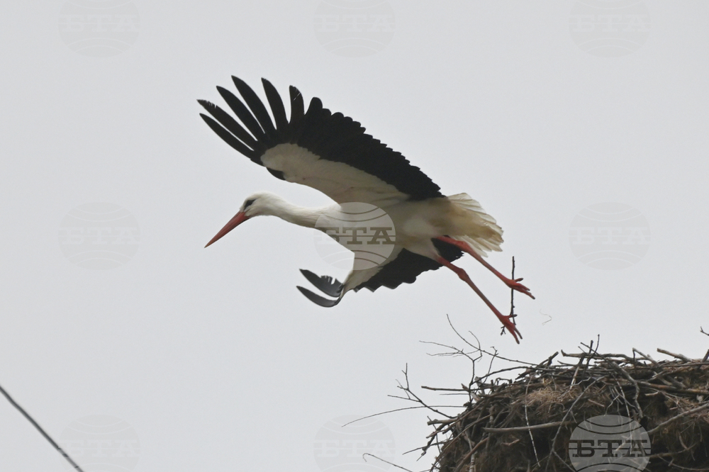 Село Подкрепа - първи щъркел