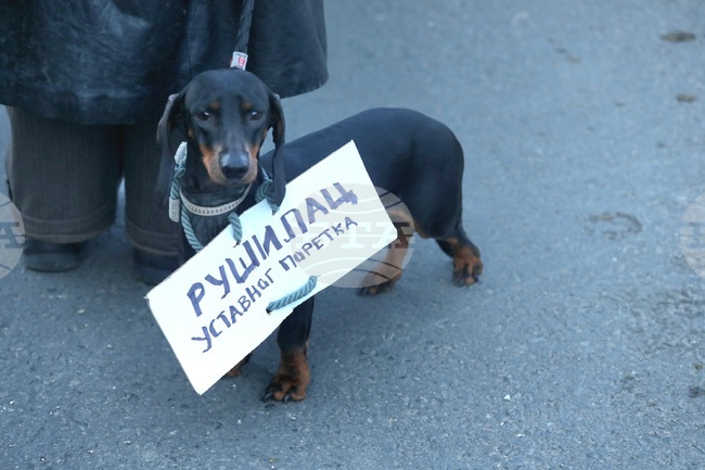 Сърбия - протест в защита на автентичността на градски парк