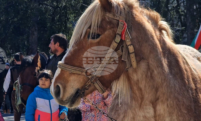 Скандал заради месо от състезателен кон в социална кухня в Турция бе разкрит благодарение на микрочип, намерен в храната