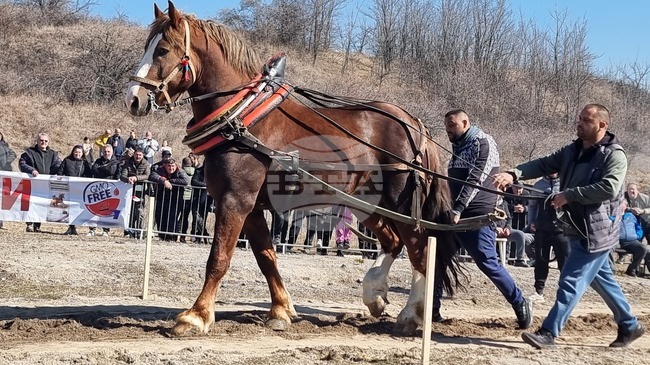 Пернишкото село Люлин отбеляза Тодоровден с традиционни кушии и надтегляне на тежковози