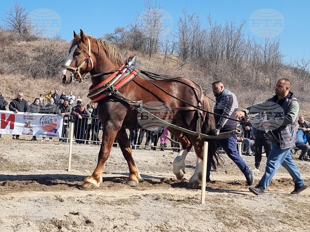 Пернишкото село Люлин отбеляза Тодоровден с традиционни кушии и надтегляне на тежковози