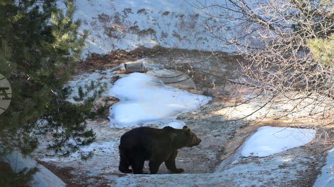 Аржентинските мечки Гордо и Флоренция за пръв път усетиха трева и сняг под лапите си в Парка в Белица