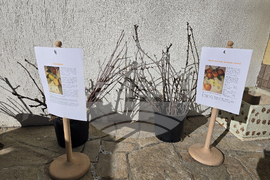 Село Орешак - форум - стари овощни сортове